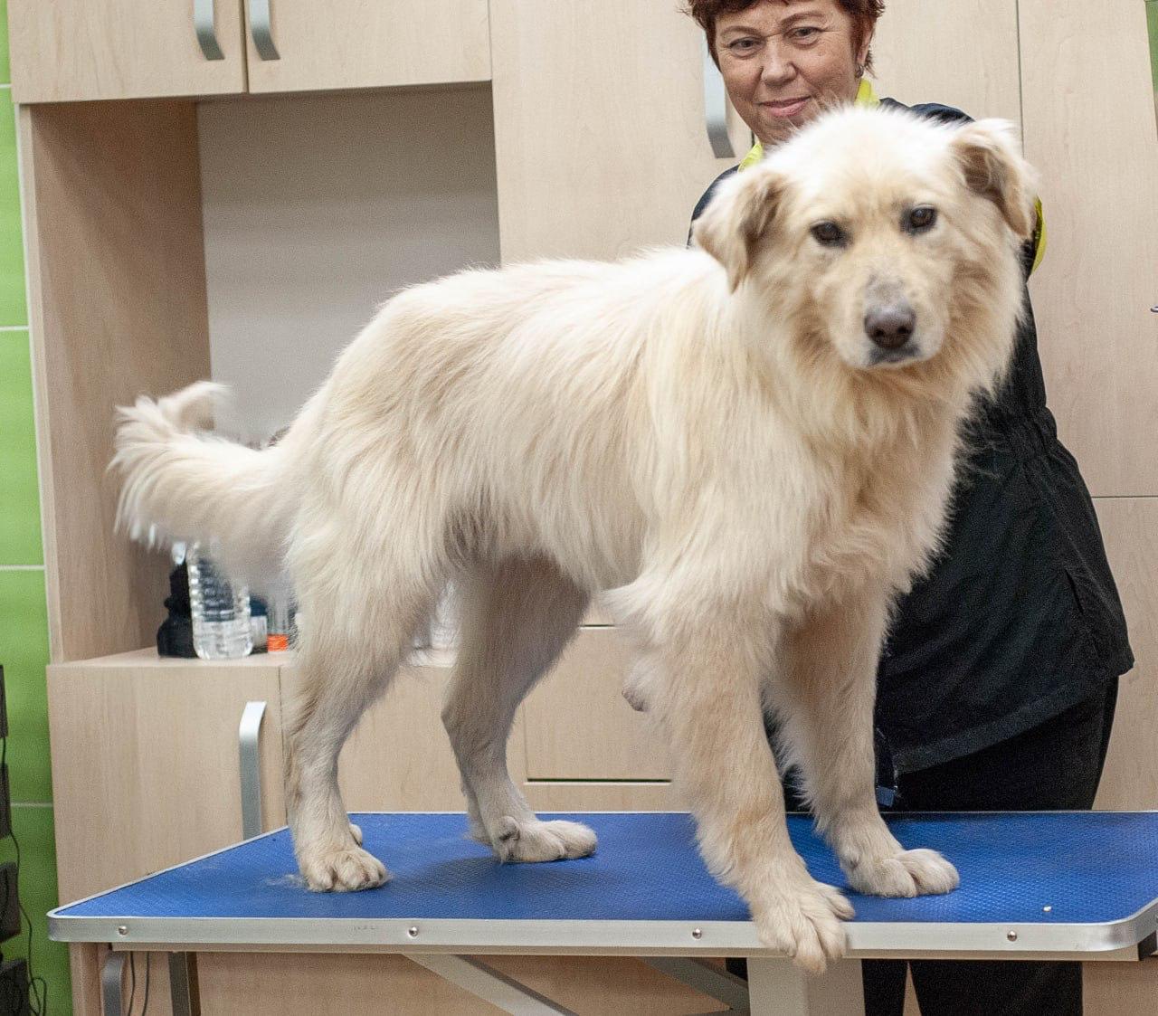 Chiens à adopter